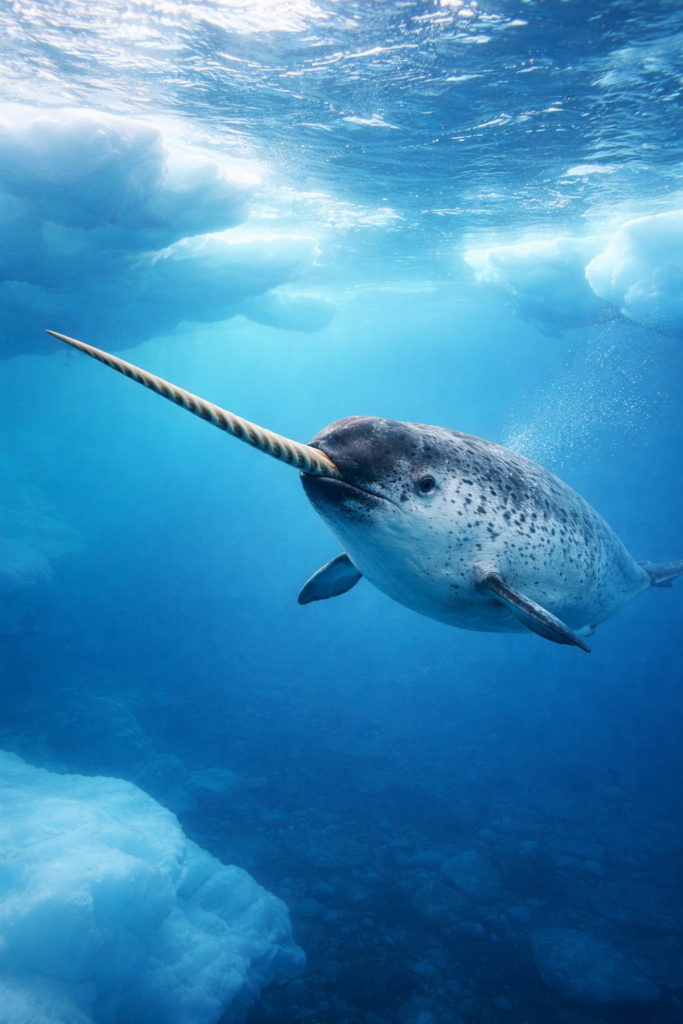 북극해를 헤엄치는 신비로운 일각고래의 긴 이빨(엄니) 모습