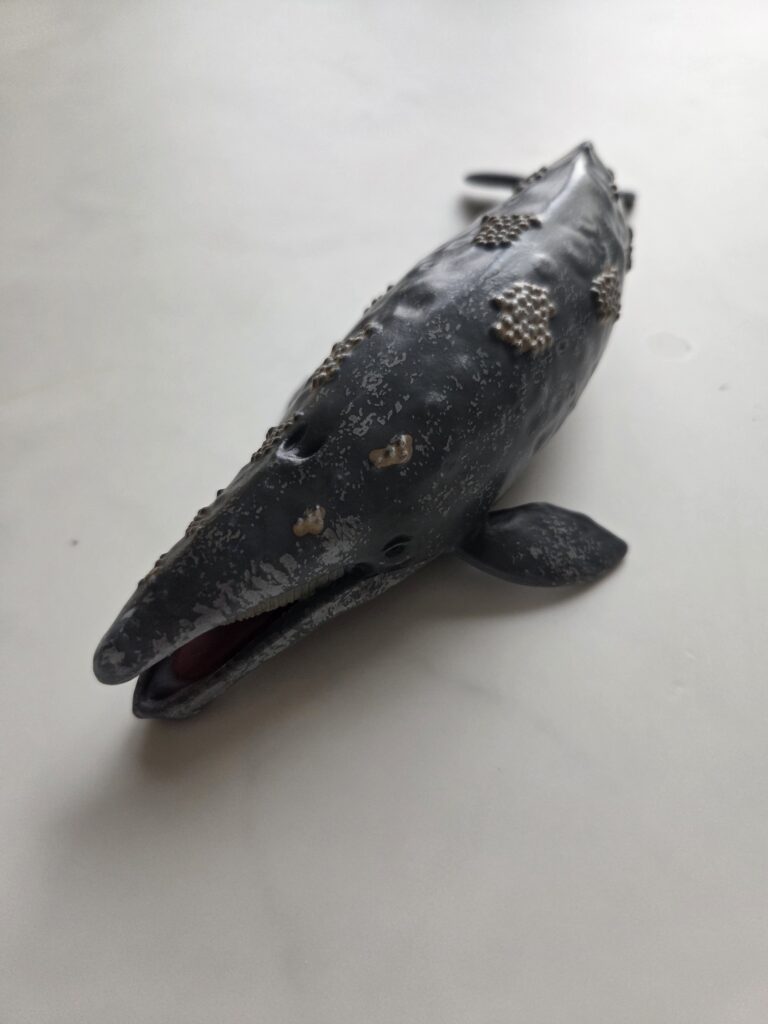 컬렉타 귀신고래 피규어의 정교한 등 부분 혹과 피부 질감