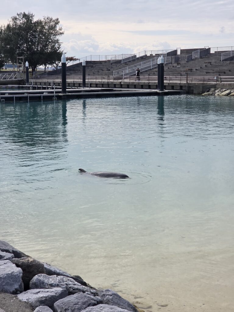 오키나와 모토부 겐키무라에서 만난 병코돌고래의 모습
