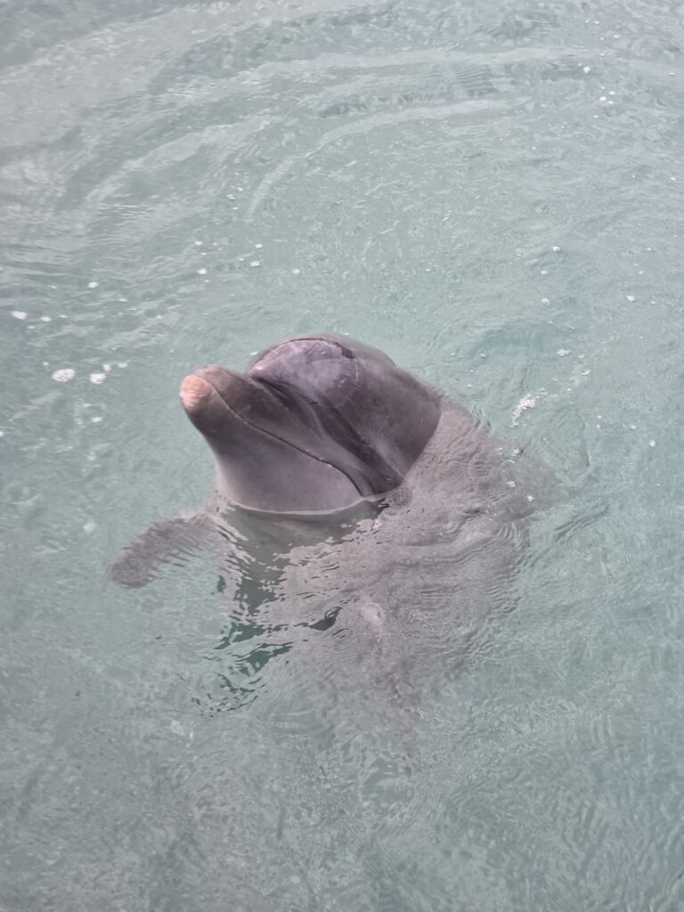 온순하고 맑은 눈망울을 가진 큰돌고래의 얼굴 근접 사진
