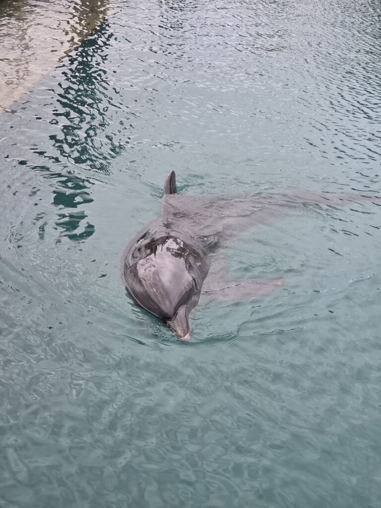 온순하고 맑은 눈망울을 가진 큰돌고래의 얼굴 근접 사진